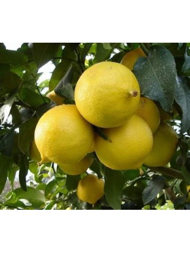 Frutti di Bergamotto Biologico